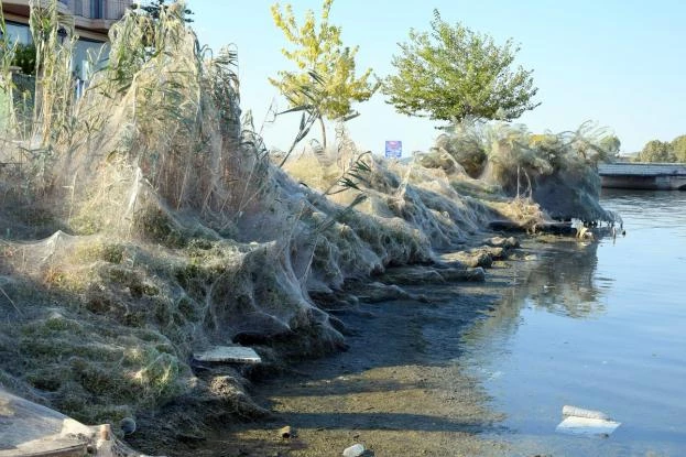 Γίναμε διεθνής είδηση: Τι λένε τα ξένα ΜΜΕ για τις αράχνες του Αιτωλικού (βίντεο)